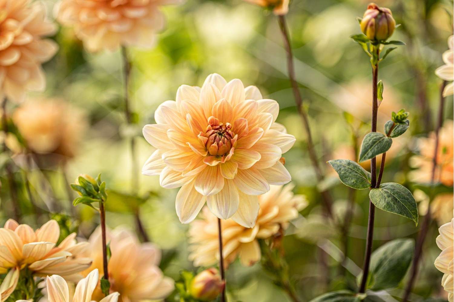 Daalia 'Apricot Desire'